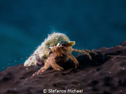 Rocky Shore Hermit Crab - Pagurus anachoretus by Stefanos Michael 